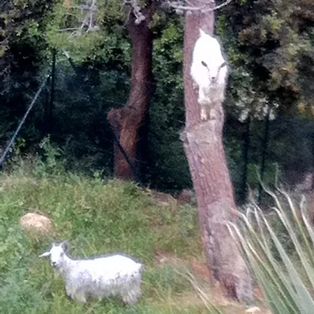 Antibes 180 Seawieu *